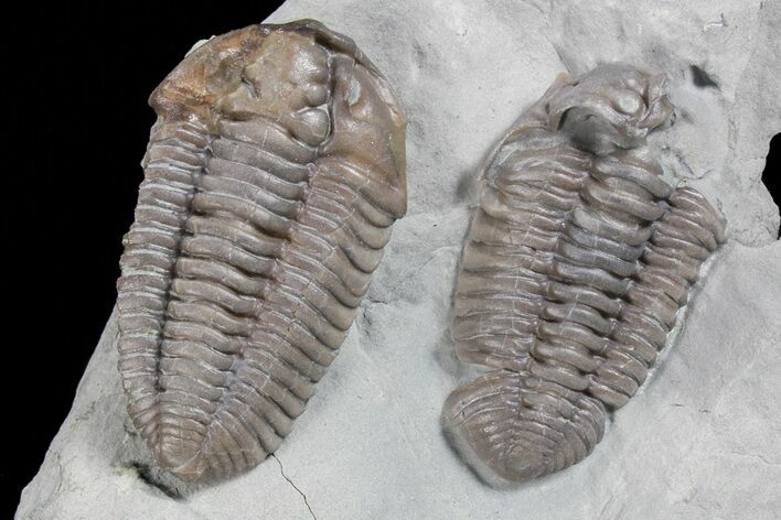 Bargain, Two Flexicalymene Trilobites - Ohio #74720